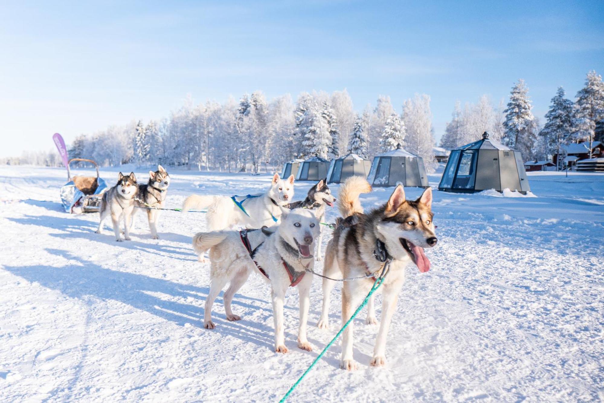 Arctic Guesthouse & Igloos Ranua Kültér fotó